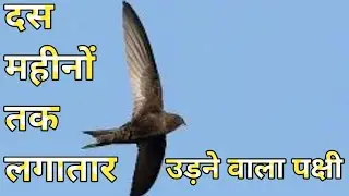 Common Swift Bird | एक ऐसा पक्षी जो हवा में ही सोता है  |