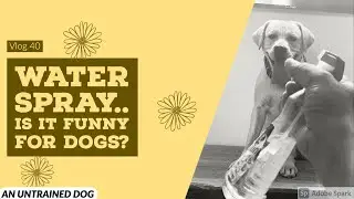 Labrador Dog Funny Reaction to Water Spray | Why Do Dogs Try to Bite Water | Dog video compilation