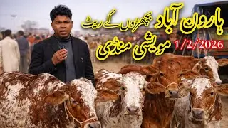 Haroonabad Mandi Update 2026 | Qavi Baba Bahawalnagar Bachre Rate Today