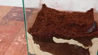 10,000 Mealworms vs. Watermelon