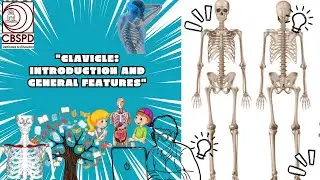 Clavicle: Introduction and General Features | CBS Publication