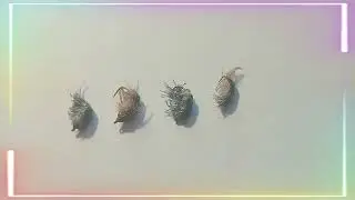 Безмотылка 