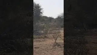 Rare bluebuck antelope captured