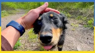 Tongue Out, Eyes Closed: A Moment of Dogs Pure Joy 🐕😊