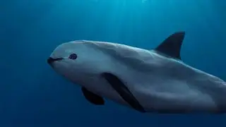 Rear Animals | Top 07 Rarest Animals on planet | Animal On Planet