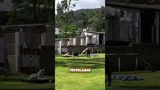 Control de impulsos&hellip; #educaci&oacute;n #perros #adiestramiento