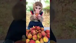 Monkey eating Lichi 😂