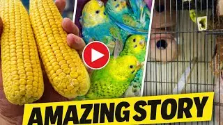 Breed agai ✌🏻#birds #breeding #new #vlog #youtubeshorts 