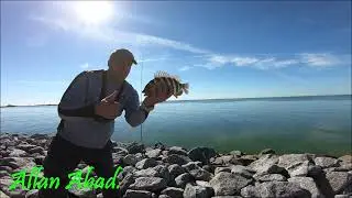 DONDE Y COMO ENCONTRAR CANGREJOS PARA PESCAR CHOPAS SARGO EN LA BAHIA DE TAMPA @allanabad