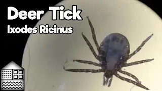 Deer Tick - Ixodes Ricinus
