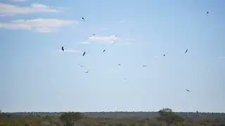 White-backed Vultures (Gyps africanus) - near Balule in Kruger (South Africa) 12-6-2019