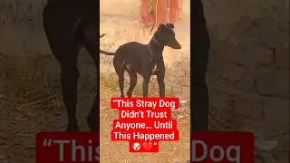 &laquo;Эта бездомная собака никому не доверяла&hellip; Пока не случилось вот это 🐶💔&raquo; #USAviral #SaveAnimals #D...