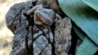 Litoria peronii squeezing into gap