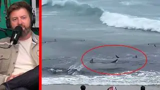 Ажиотаж вокруг кормления акул в нескольких шагах от пляжа в Австралии.