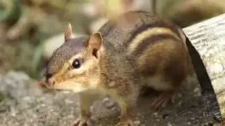 Chirping Chipmunk