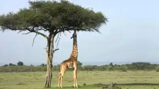 Images of Kenya's exciting wildlife, luxury family safari, a