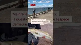 Du bar ray&eacute; &agrave; profusion | Vid&eacute;ojournal