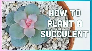 HOW TO PLANT A SUCCULENT | Succulent Tips for Beginners | Easiest Way to Grow Succulents | Succulent