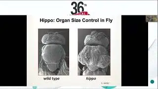 Hippo Signaling in Heart Regeneration - Keynote Address: Ottawa Cardiovascular Research Day 2024
