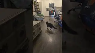 Cats + Legos? 🤔