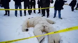Top 10 Disturbing Winter Creatures People Swear Are Real