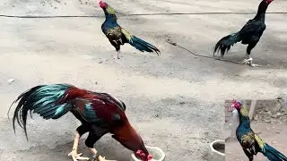 Top Class Aseel Rooster 🐓 | Pakistani Aseel Breed 