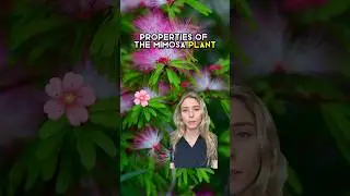 Mimosa Plant Medicinal Benefits #mimosapudica #herbalmedicine #holistichealth #shorts