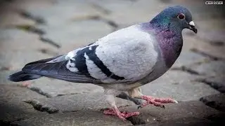 Jane visits wild bird fund