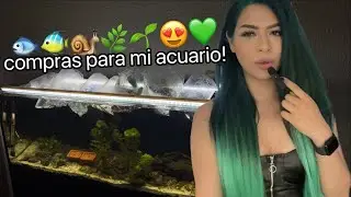 OBSESIONADA CON LOS PECES Y ACUARIOS🤭🥰 compr&eacute; un pez raro 😅