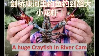 剑桥康河里钓鱼却钓了一只超大小龙虾