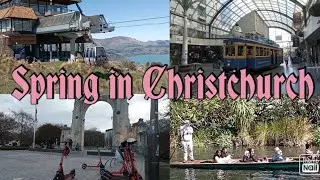 Spring in Christchurch | The garden city of New Zealand| 花园城市基督城的春天| 樱花盛开的季节