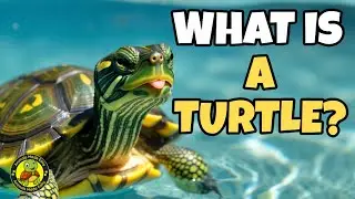 What Is a Turtle? | Learn About a Turtle for Kids | Animals Made Easy