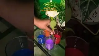 Color Changing Rose Experiment DIY #rose #ytshorts #trending #experiment #shorts #viralreels #diy