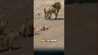 Funny scene of a male lion babysitting. #lion #funnylion #funny #animals