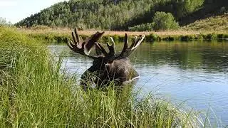 Moose Poop 2019