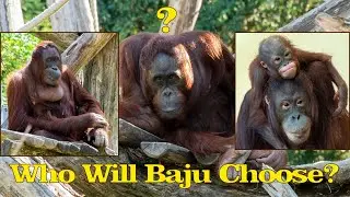 The Heart of Orangutan Baju: Between Love and Family!#orangutans#funnyanimals#funnyvideo