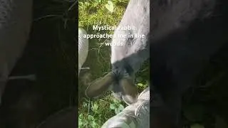 #shorts #mystical #rabbit #woods #outdoors #adventure #summer