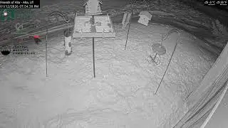 2026-01-12 - Day - Friends of Alta - Alta, UT - Live Stream Bird Feeder Cam (FiRN)