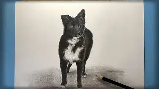 C&oacute;mo dibujar un Perro|paso o paso|Рисуем Собаку|dog