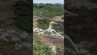 Gannet  bird #shorts #wildlife