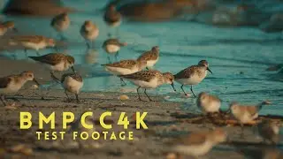 BMPCC4k - Cinematic Test Footage (4K 60fps)