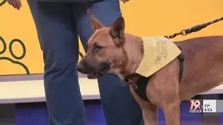 Adoptable Pets: Dixxie | Sept. 26, 2025 | News 19 at 4:30 p.m.
