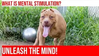 Mental Stimulation for Pitbulls: DIY Puzzles for Your Dog