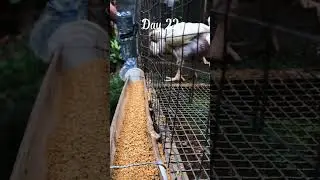 Broiler Chicken Day 22