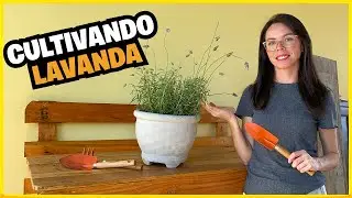 CULTIVANDO LAVANDA | COMO PLANTAR LAVANDA EM VASO E SEUS CUIDADOS