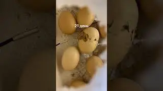 incubation of chicken&rsquo;s eggs
