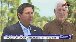 A state program cuts down population of invasive pythons in Florida