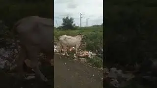 #plasticeatingcow #humancruelty #unhealthything