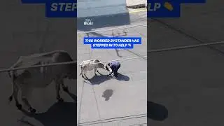 Bystander protects mama cow and calf in busy road