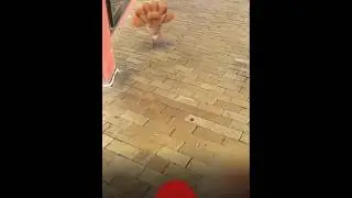 Pokemon go beta real gameplay